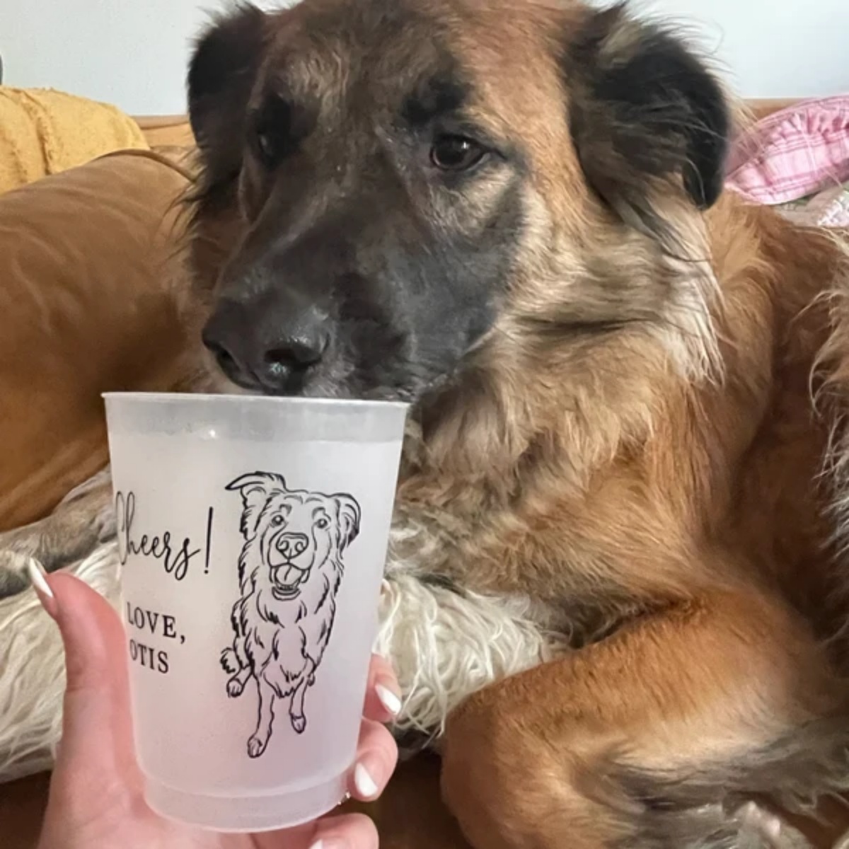 10/50 Özel Köpek Kedi Evcil Ha - Plastic Cup 50Pcs incelemesi ve fiyatı